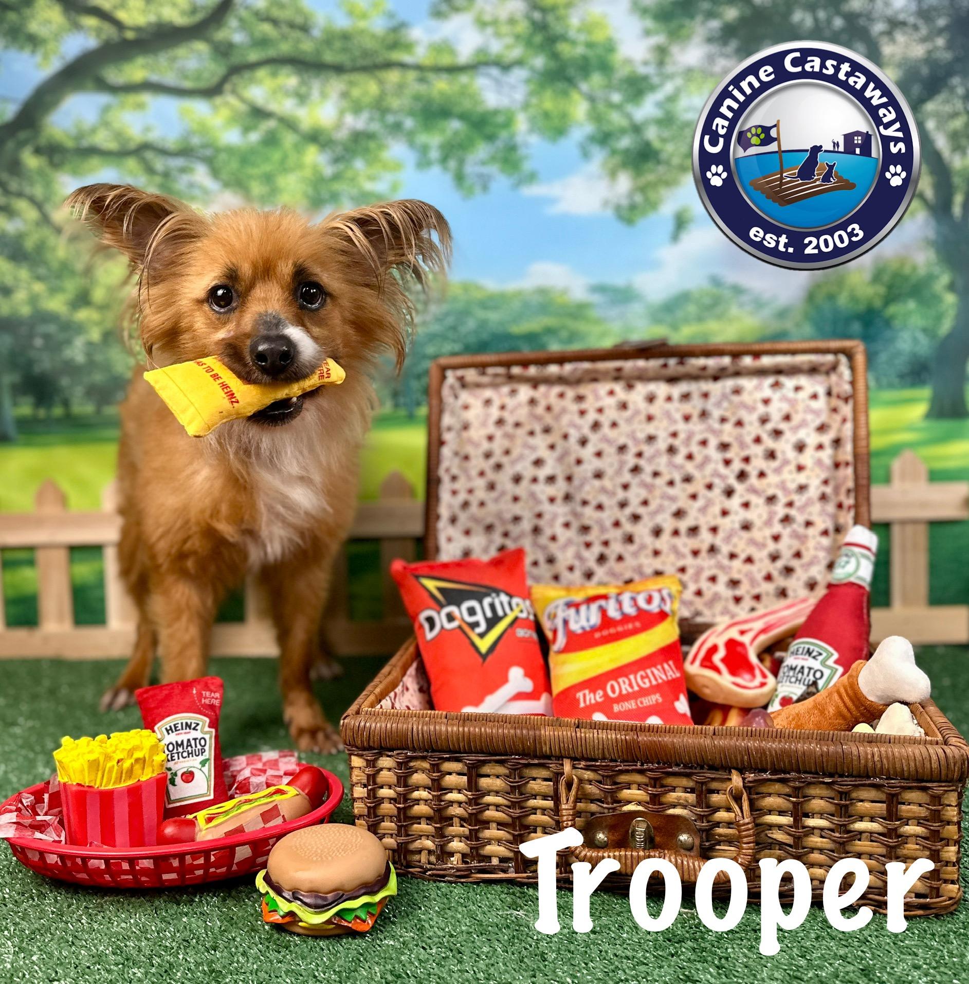 Trooper, an adoptable Papillon, Pomeranian in Arcadia, FL, 34266 | Photo Image 5