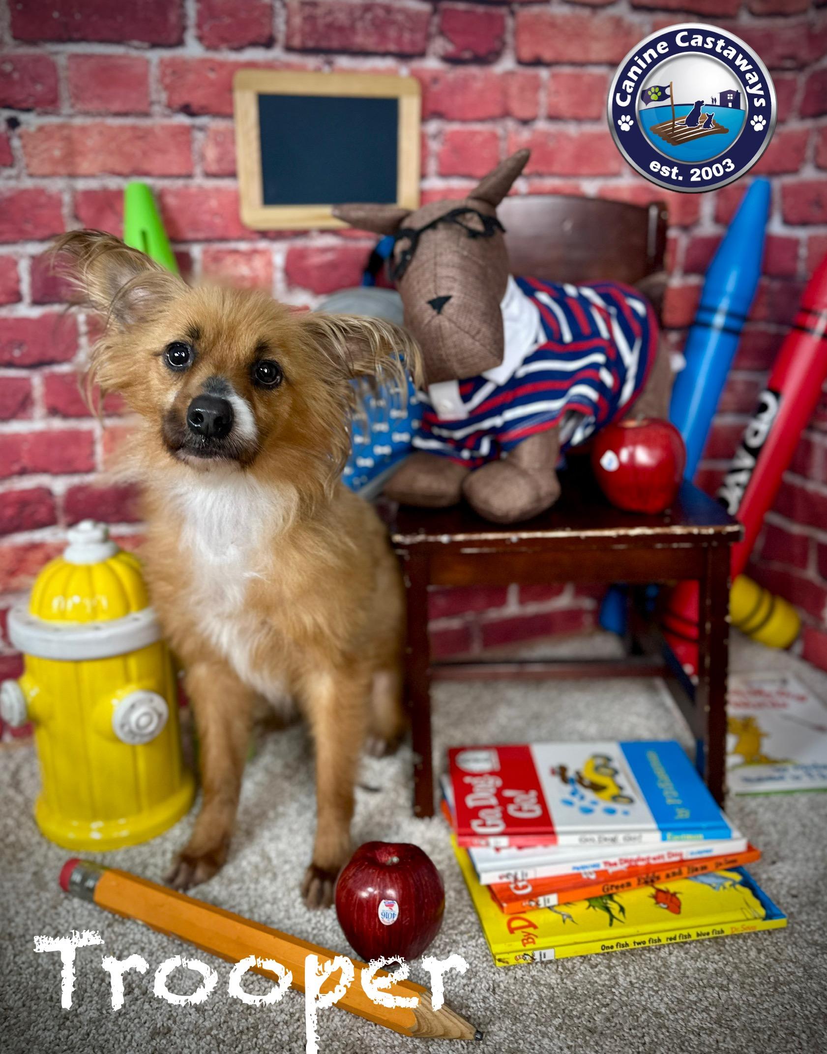 Enlarge Trooper, a Adopted mixed breed in Arcadia, FL image 6/6