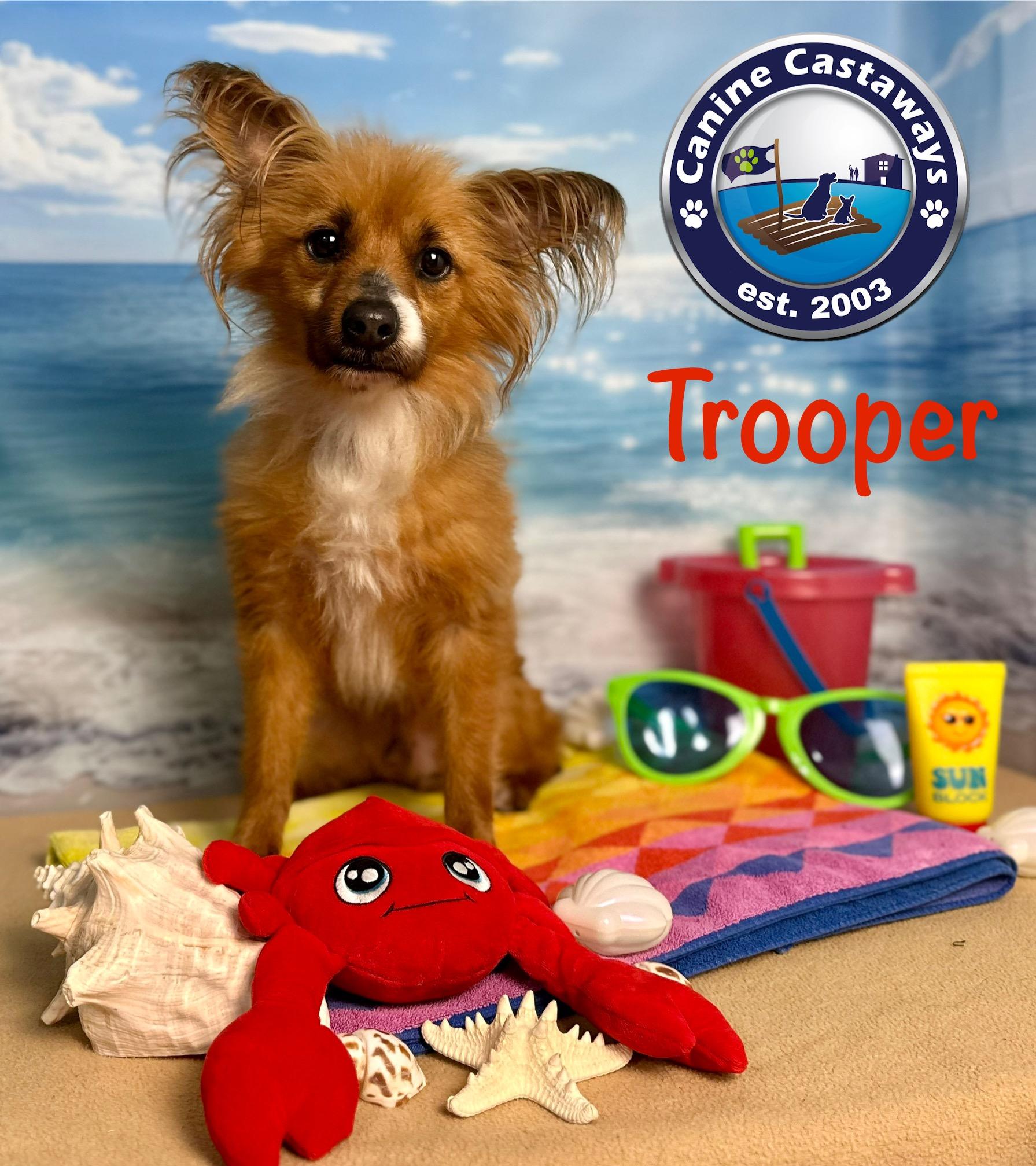 Trooper, an adoptable Papillon, Pomeranian in Arcadia, FL, 34266 | Photo Image 2