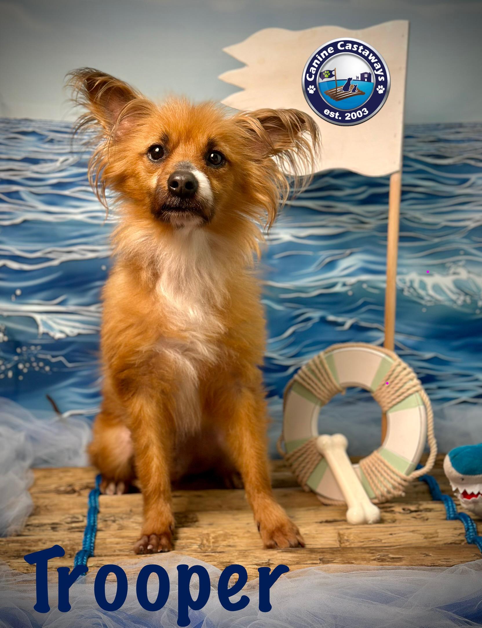 Trooper, an adoptable Papillon, Pomeranian in Arcadia, FL, 34266 | Photo Image 3