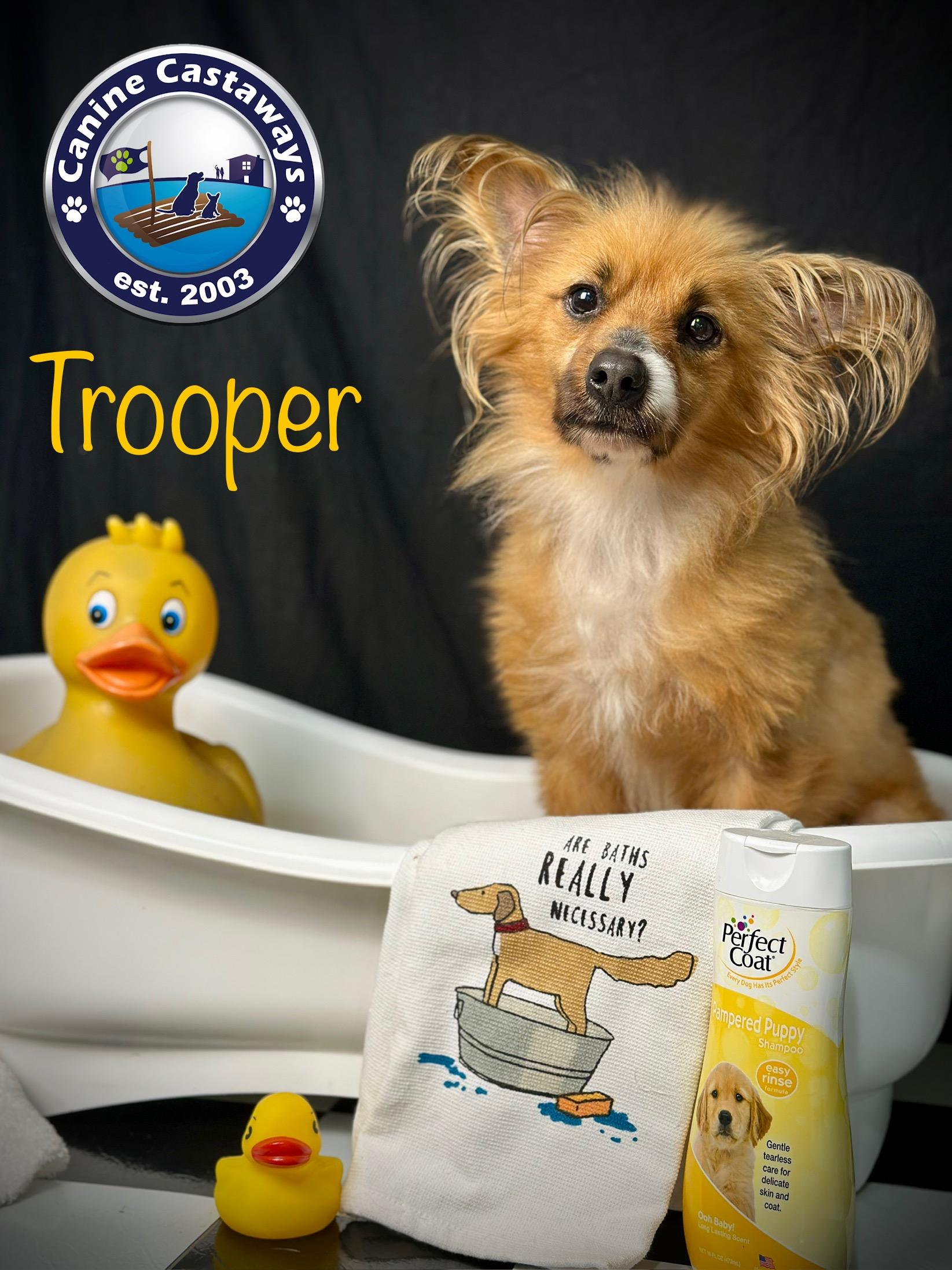 Trooper, Adopted, Adult Male Papillon & Pomeranian.