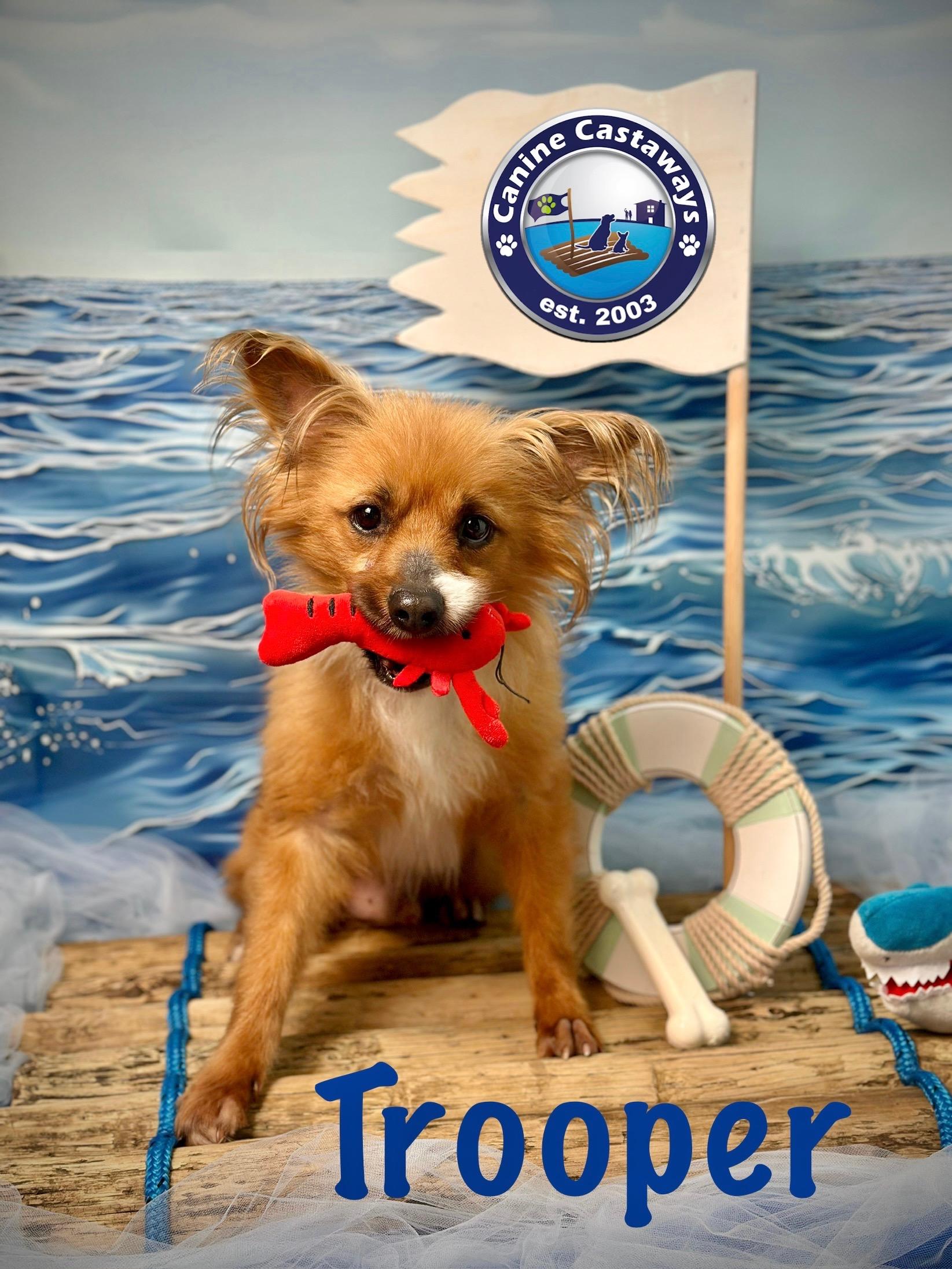 Trooper, an adoptable Papillon, Pomeranian in Arcadia, FL, 34266 | Photo Image 4