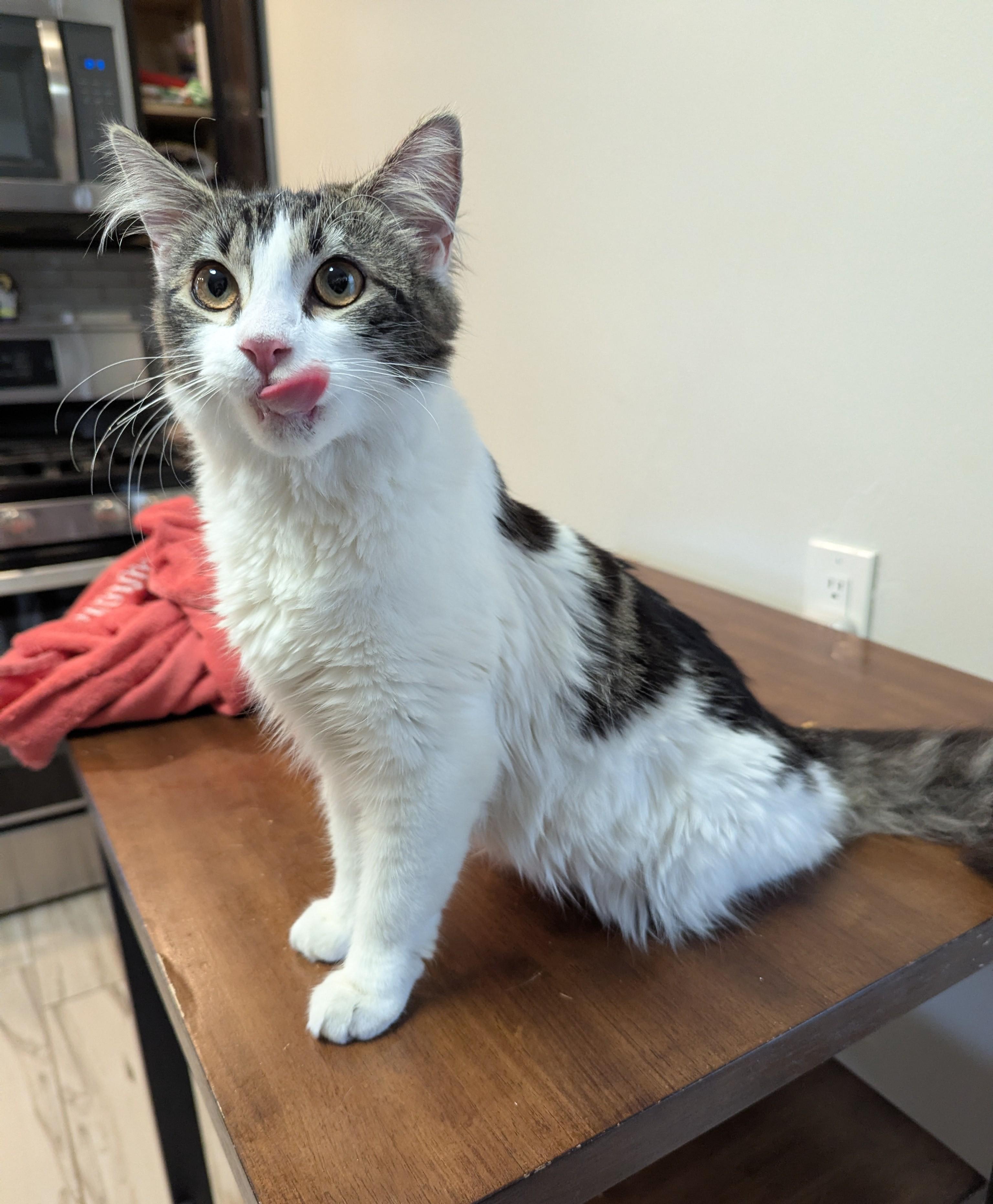 Enlarge Magnolia, an adopted Domestic Medium Hair in Rochester , NY image 6/6
