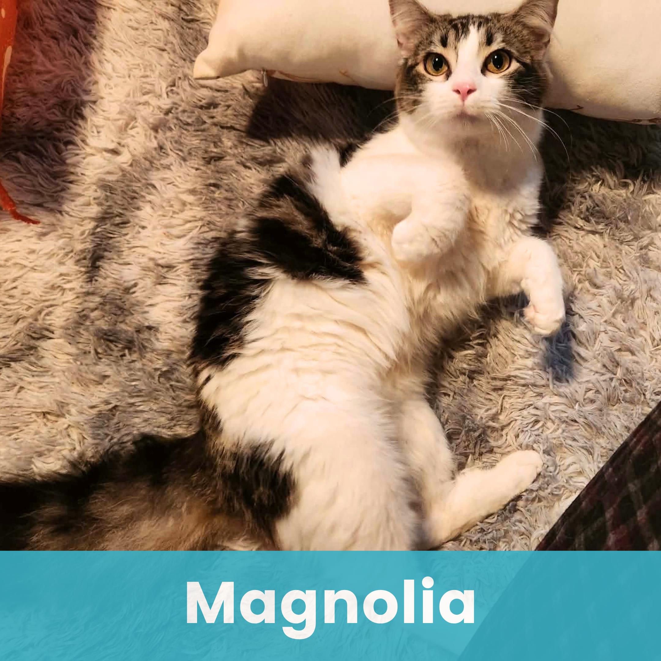 Magnolia, adopted, Kitten Female Domestic Medium Hair.
