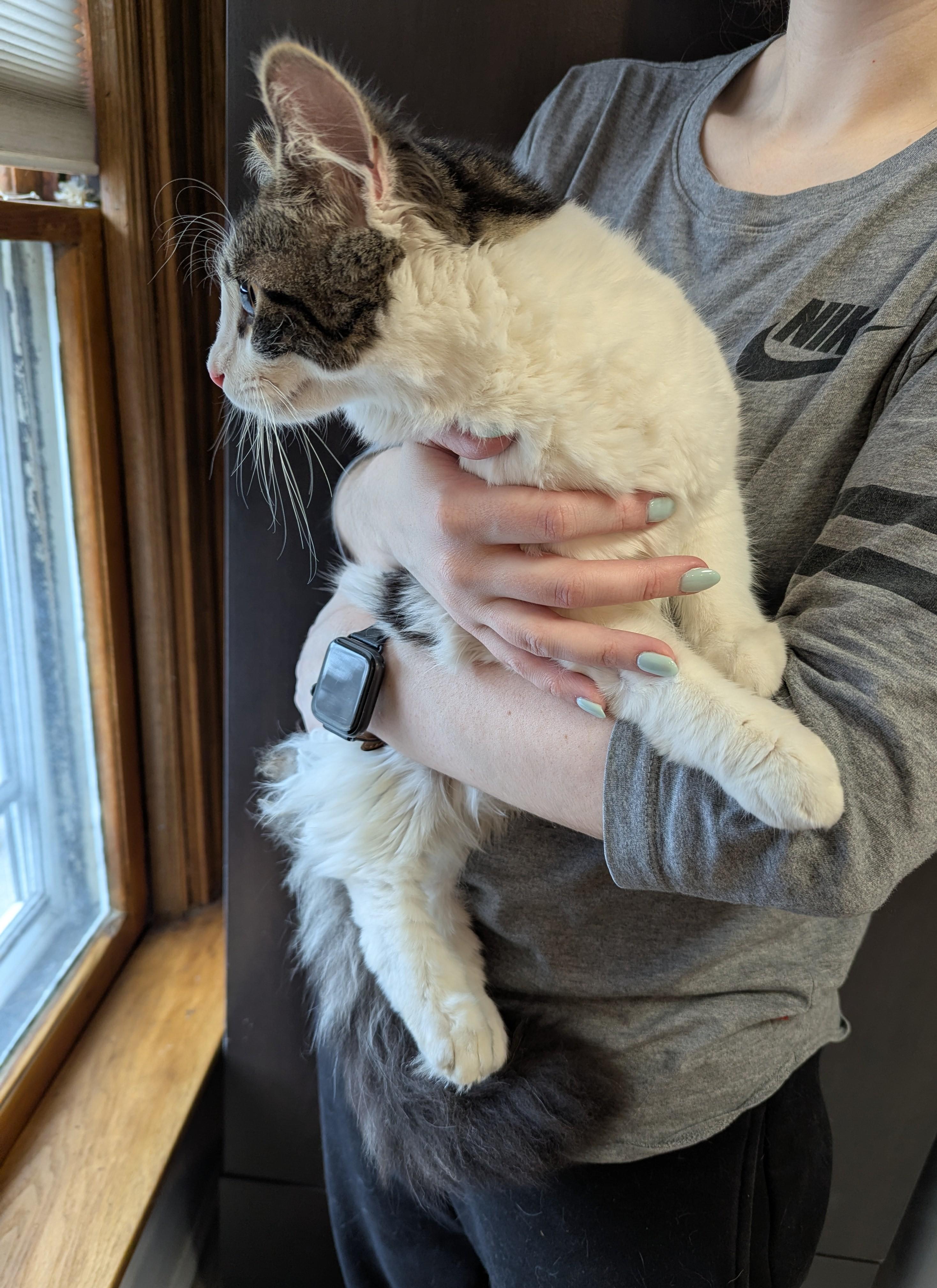 Enlarge Magnolia, an adopted Domestic Medium Hair in Rochester , NY image 4/6