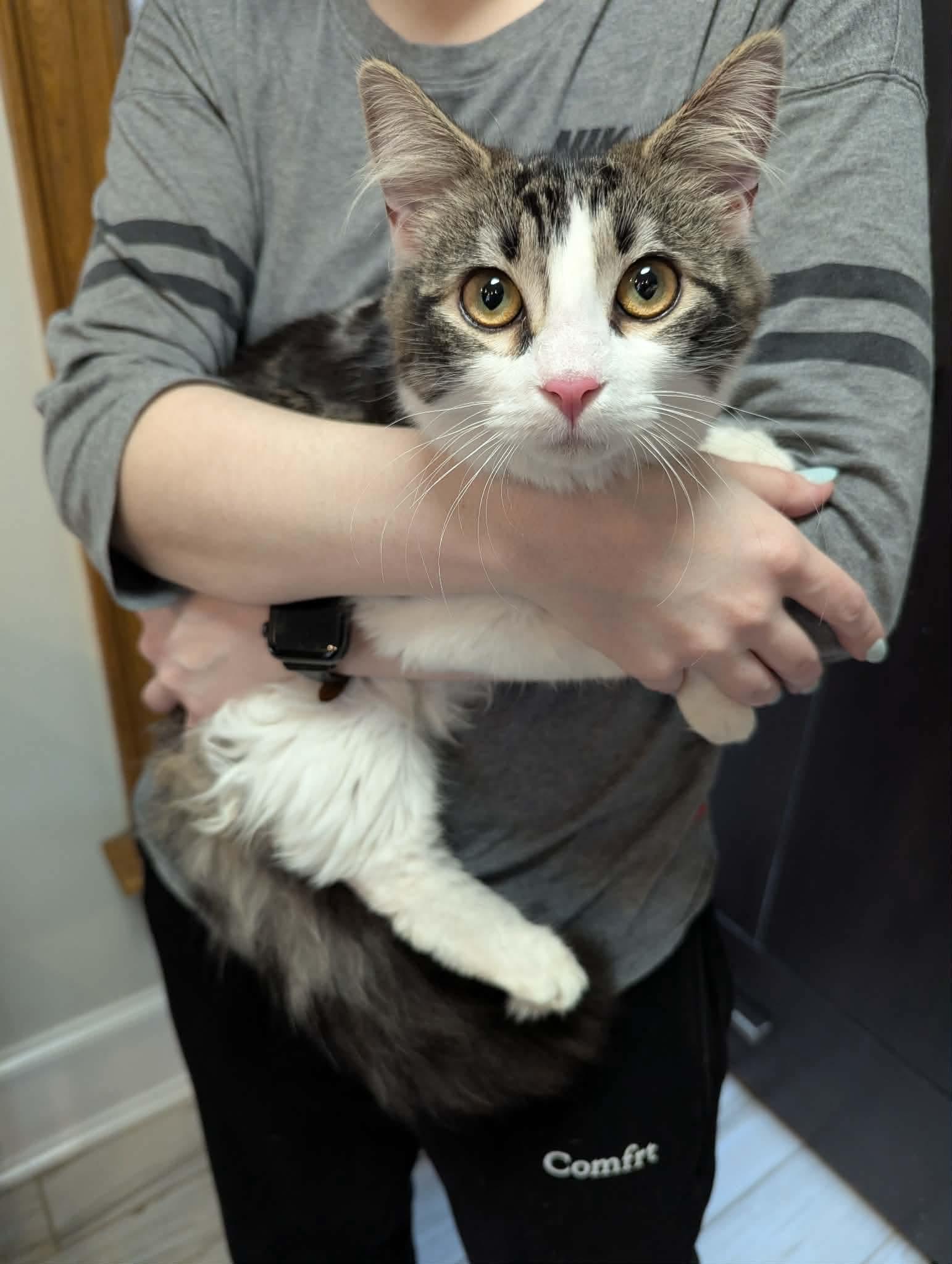 Enlarge Magnolia, an adopted Domestic Medium Hair in Rochester , NY image 2/6