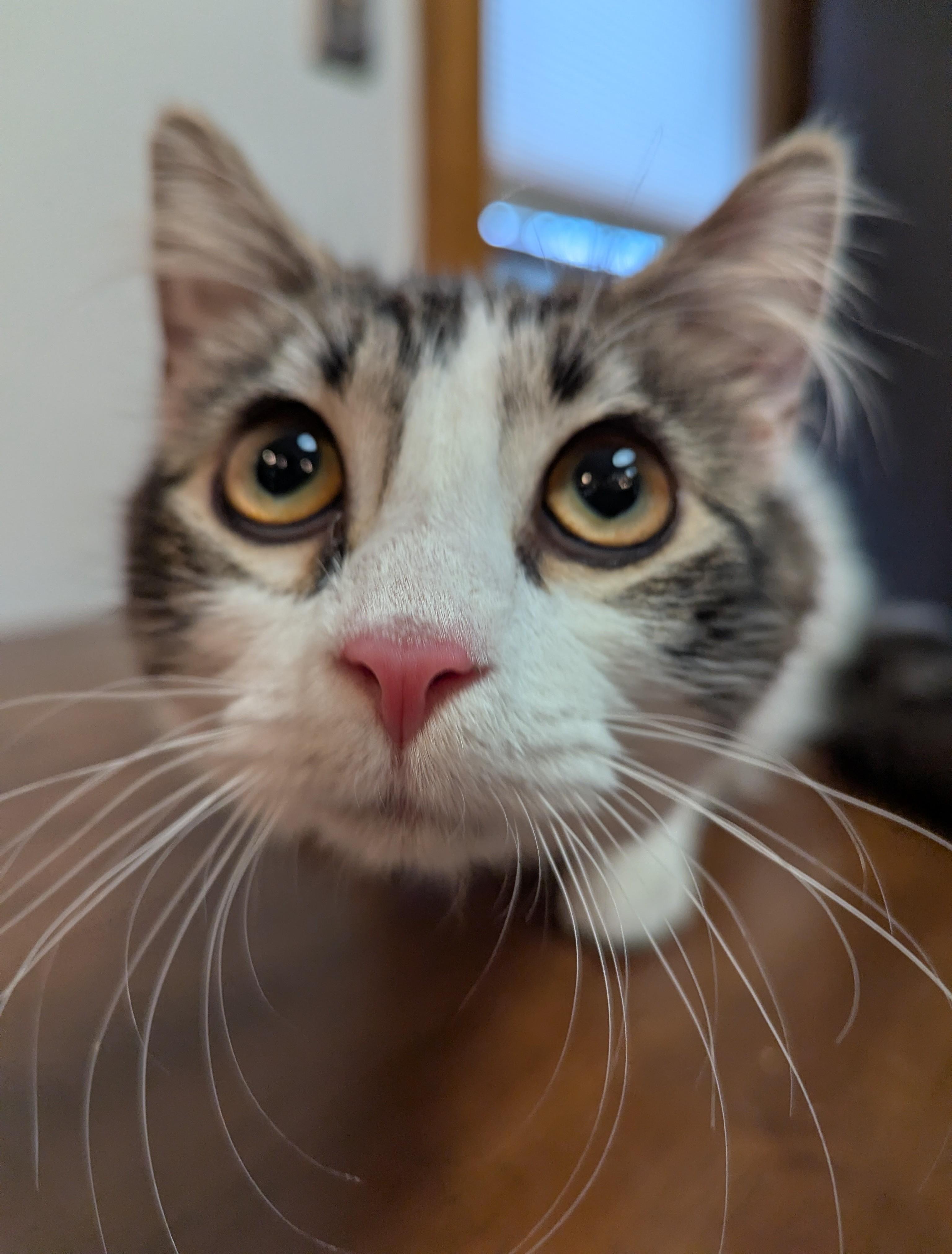Enlarge Magnolia, an adopted Domestic Medium Hair in Rochester , NY image 5/6