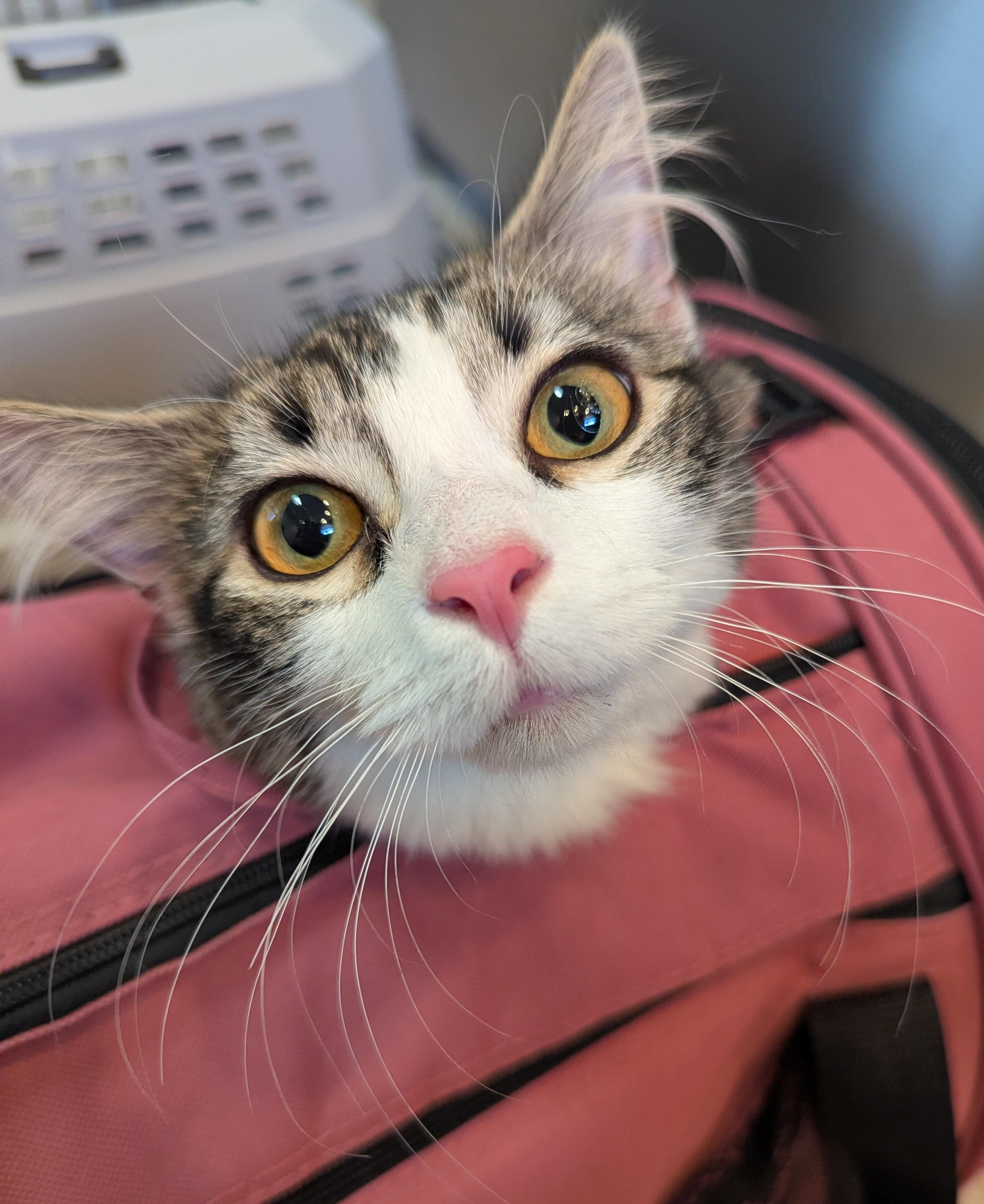Enlarge Magnolia, an adopted Domestic Medium Hair in Rochester , NY image 3/6