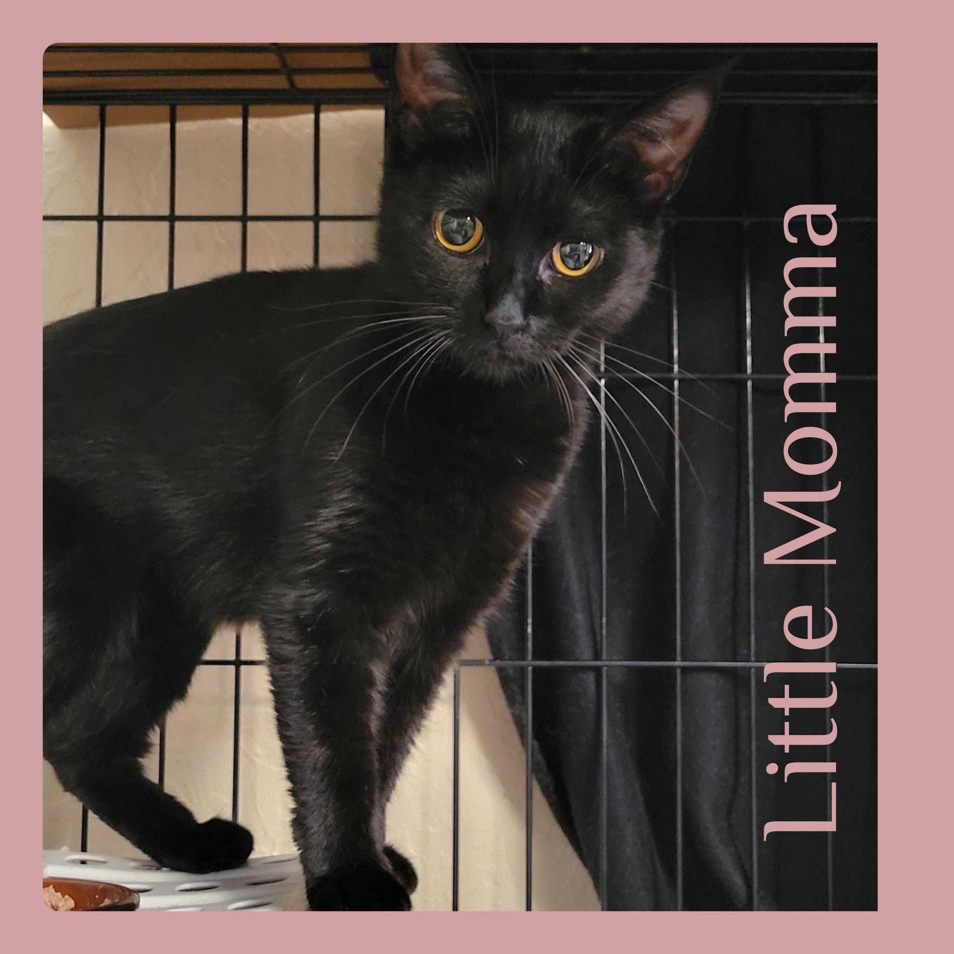 LITTLE MOMMA, an adoptable Tabby in LAWTON , OK, 73502 | Photo Image 1