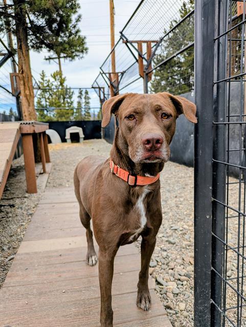 Enlarge CINNABON, a Adoptable mixed breed in Frisco, CO image 1/1