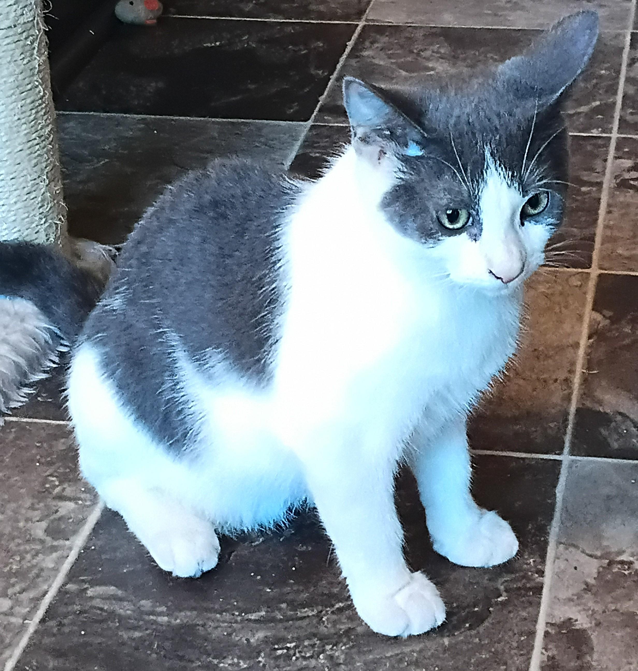 Enlarge Joey, a ADOPTABLE Domestic Short Hair in Franklinville, NJ image 2/2
