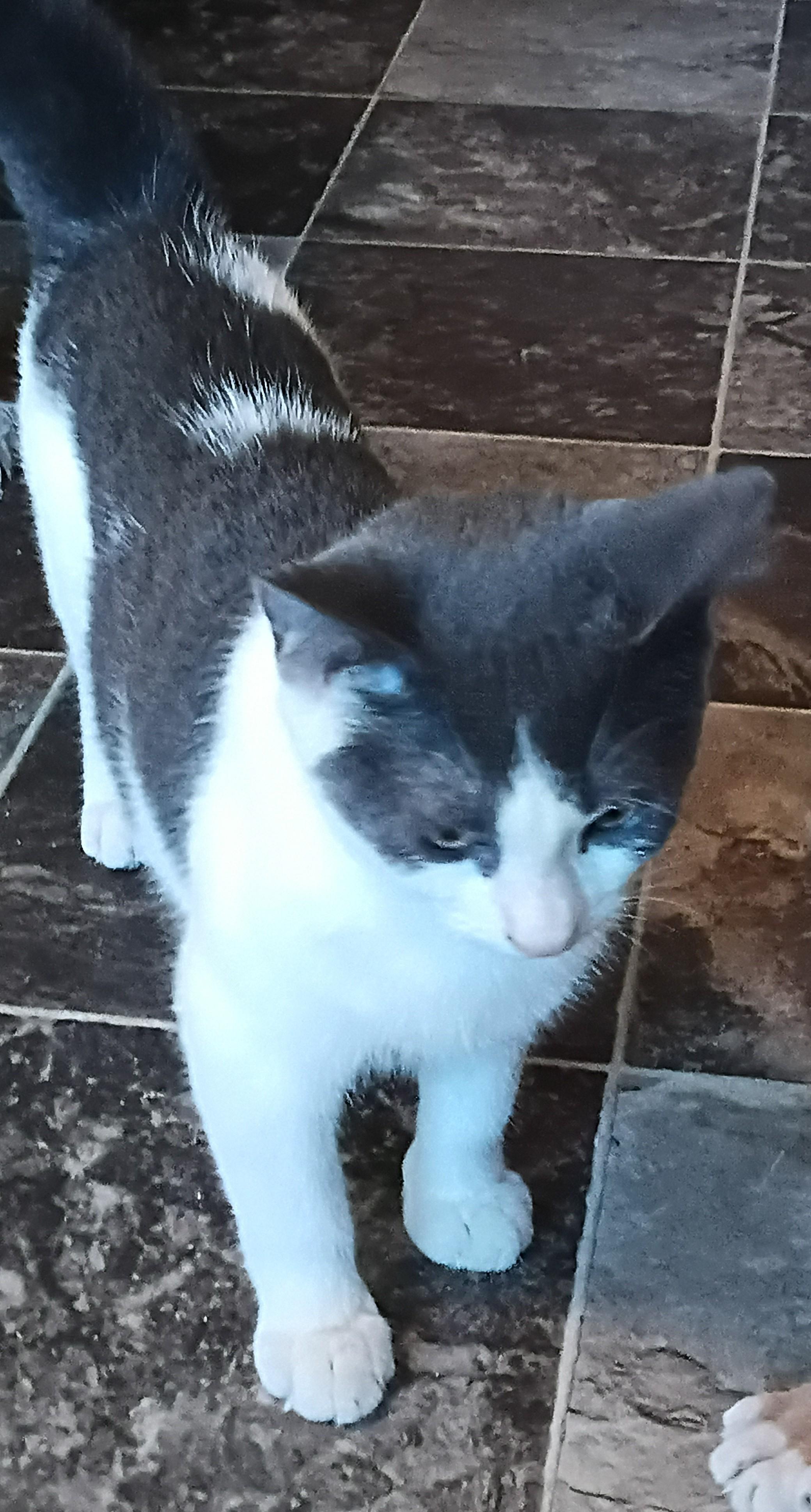 Joey, ADOPTABLE, Young Male Domestic Short Hair.
