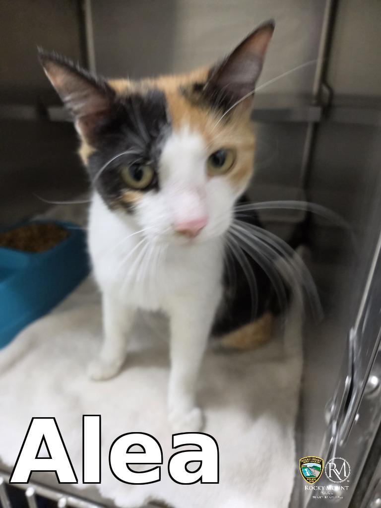 Alea, Adoptable, Young Female Domestic Short Hair.