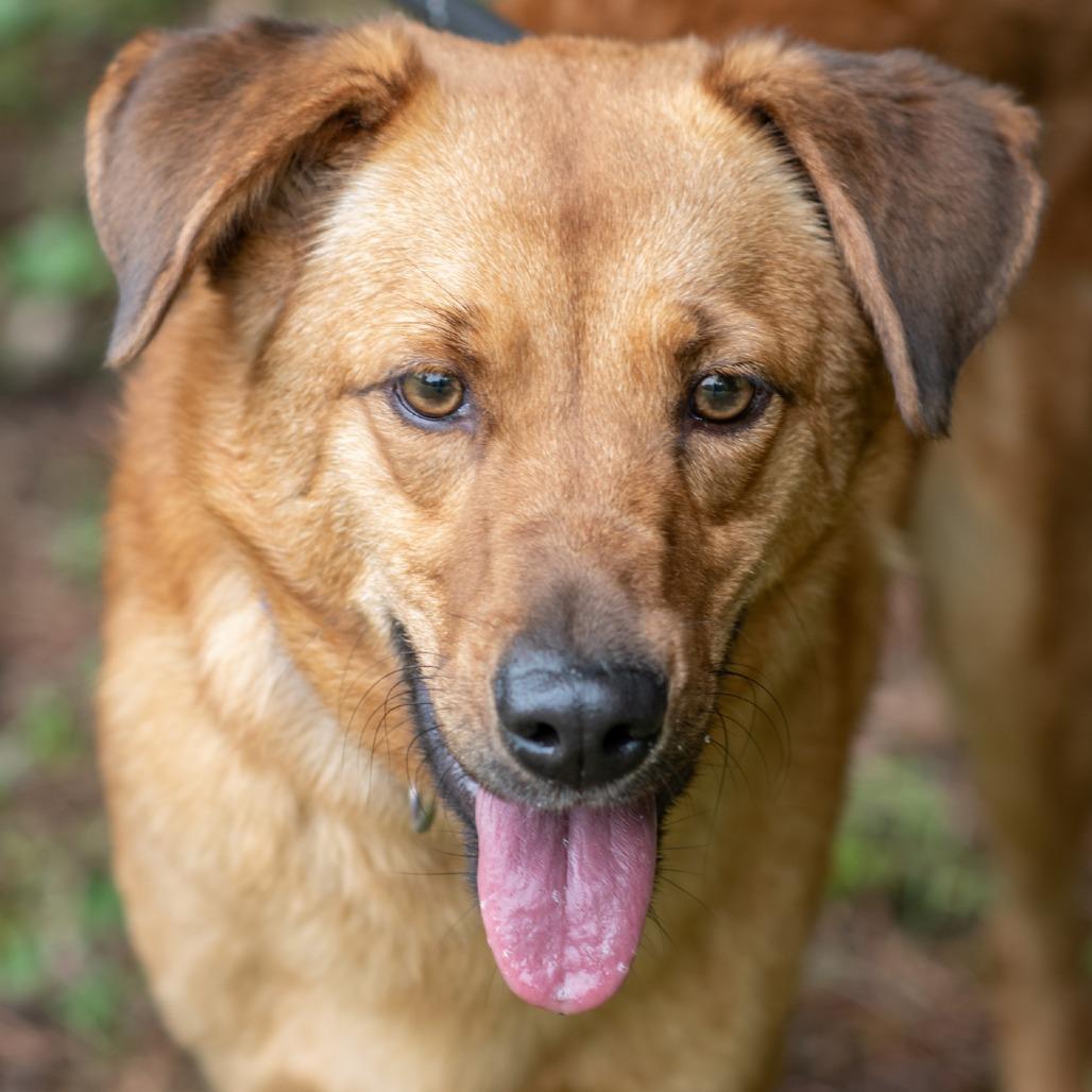 ROSCO-30747, Adoptable, Adult Male Retriever & Mixed Breed.