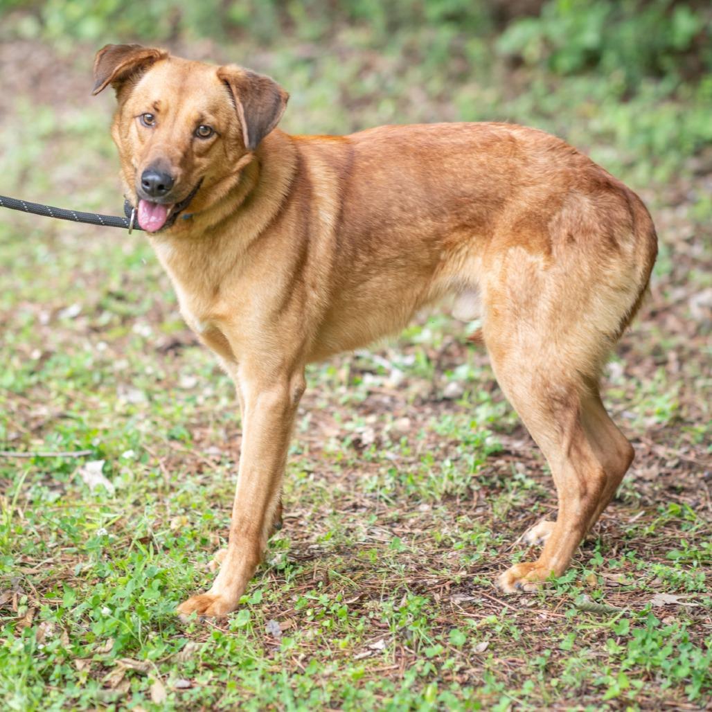 Enlarge ROSCO-30747, a Adoptable mixed breed in Bartlett, TN image 2/2