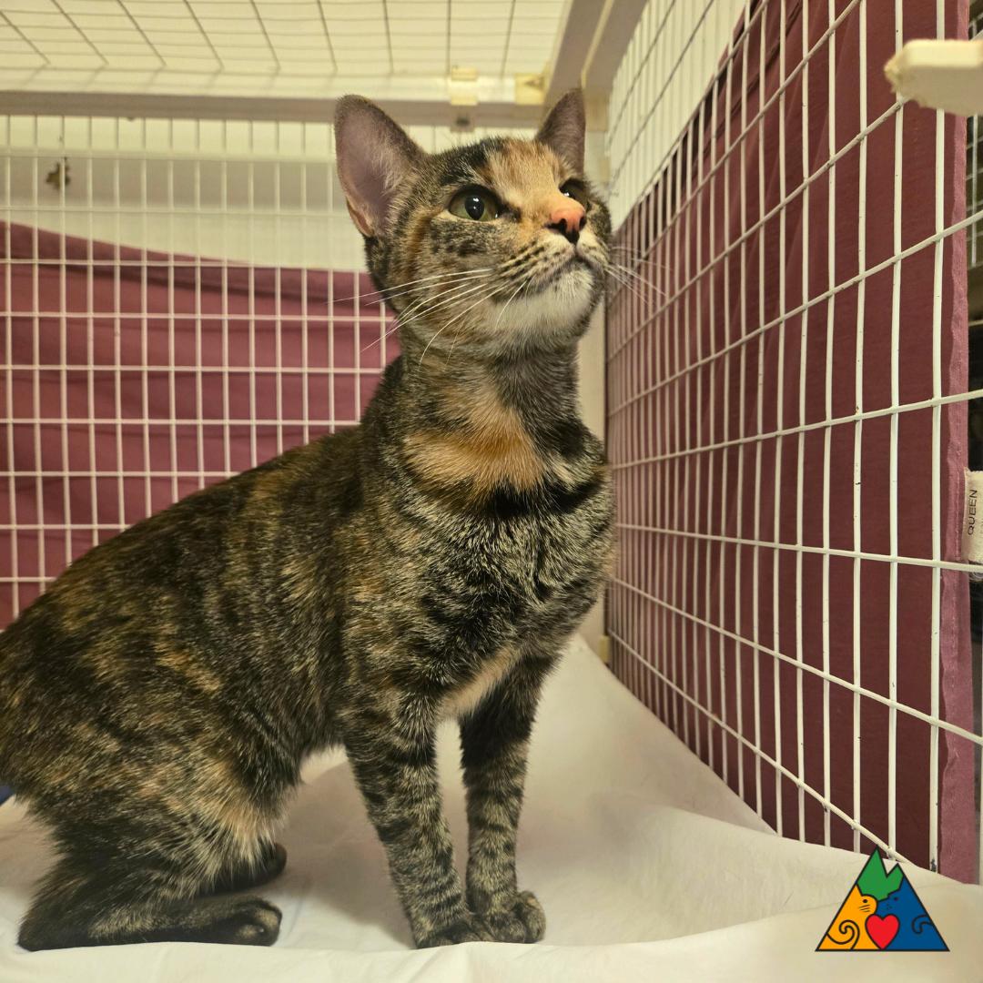 Vivian, an adoptable Domestic Short Hair in Douglas, WY, 82633 | Photo Image 3