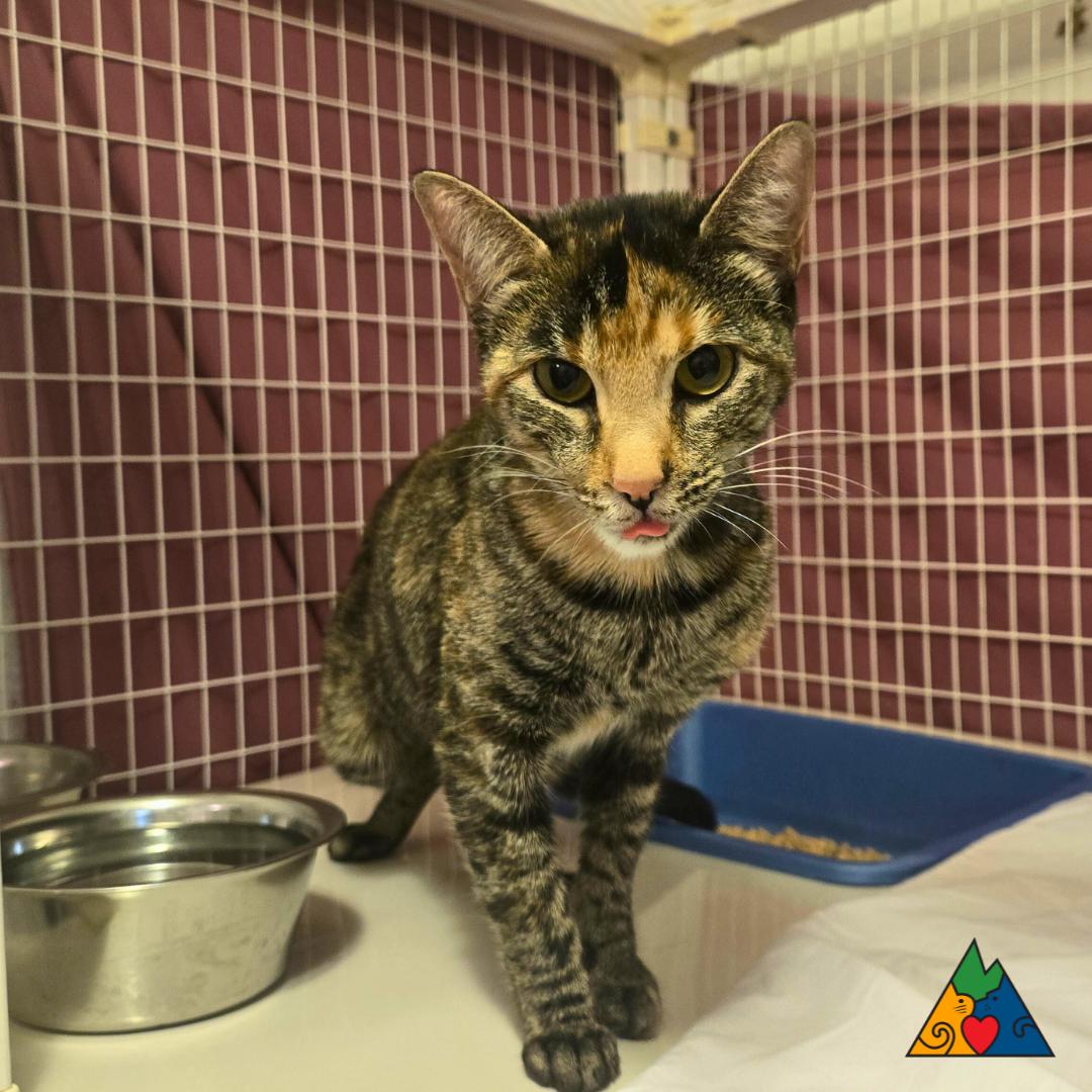 Vivian, an adoptable Domestic Short Hair in Douglas, WY, 82633 | Photo Image 2