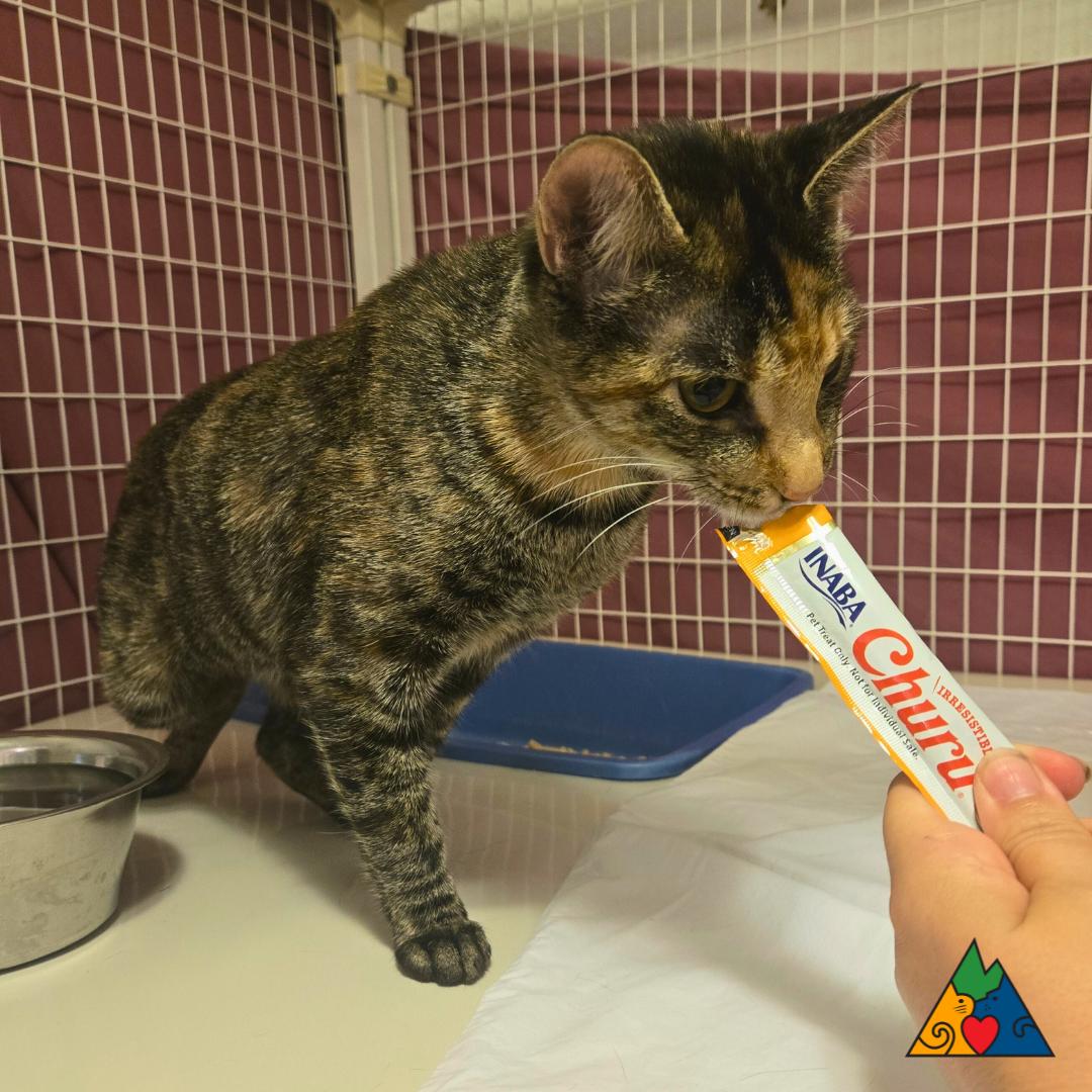 Vivian, an adoptable Domestic Short Hair in Douglas, WY, 82633 | Photo Image 1