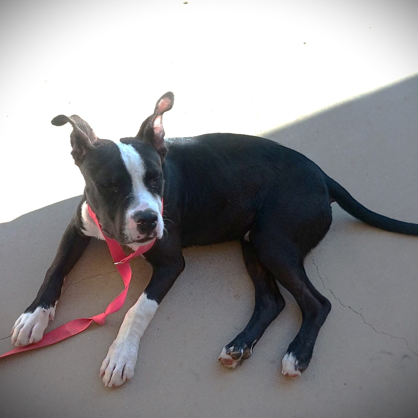 CHARLIE "Peanut" BROWN, a Adoptable mixed breed in Murrieta, CA image 4/6