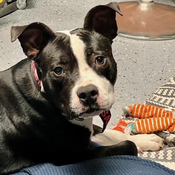 CHARLIE "Peanut" BROWN, a Adoptable mixed breed in Murrieta, CA image 1/6