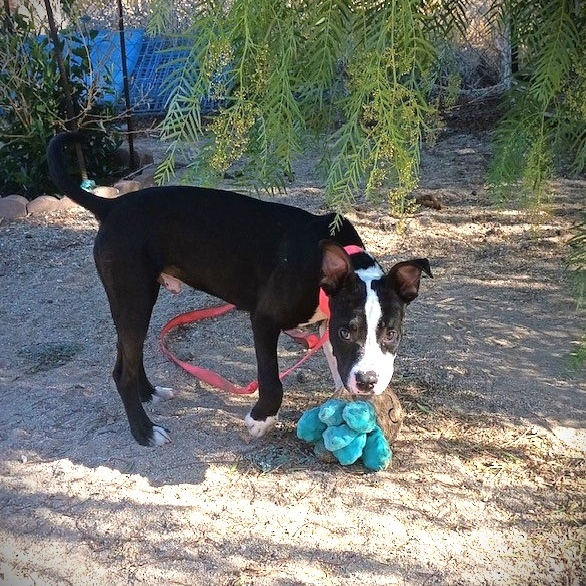 CHARLIE "Peanut" BROWN, a Adoptable mixed breed in Murrieta, CA image 2/6