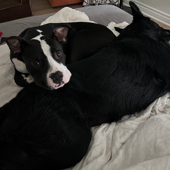 CHARLIE "Peanut" BROWN, a Adoptable mixed breed in Murrieta, CA image 6/6