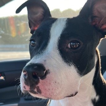 CHARLIE "Peanut" BROWN, a Adoptable mixed breed in Murrieta, CA image 3/6