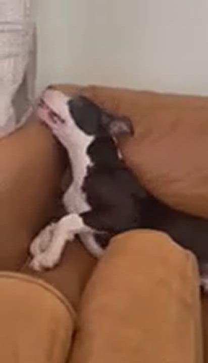 Enlarge CHARLIE "Peanut" BROWN, a Adoptable mixed breed in Murrieta, CA video 5/6