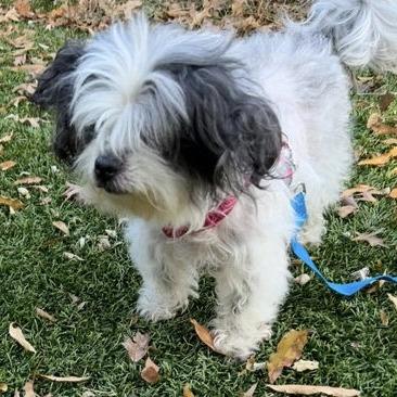 Roux, Adoptable, Senior Female Shih Tzu & Lhasa Apso.