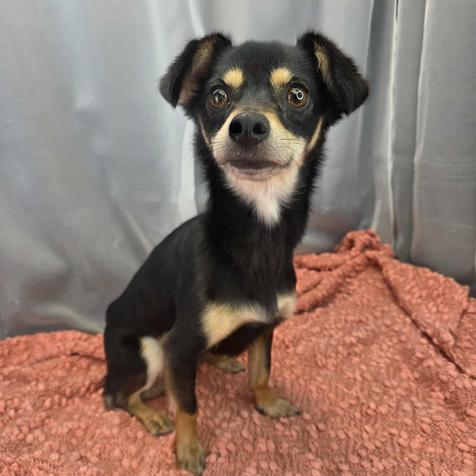 Enlarge Ruth, a Adoptable mixed breed in Southfield , MI image 4/6