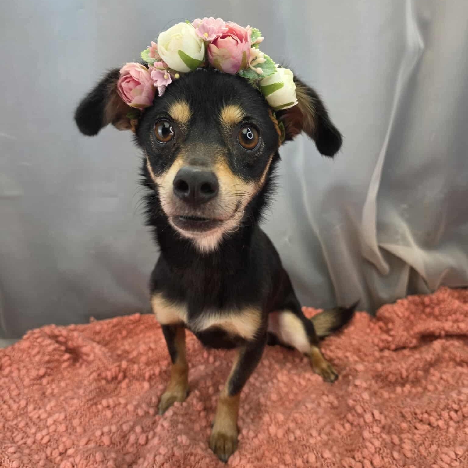 Enlarge Ruth, a Adoptable mixed breed in Southfield , MI image 1/6