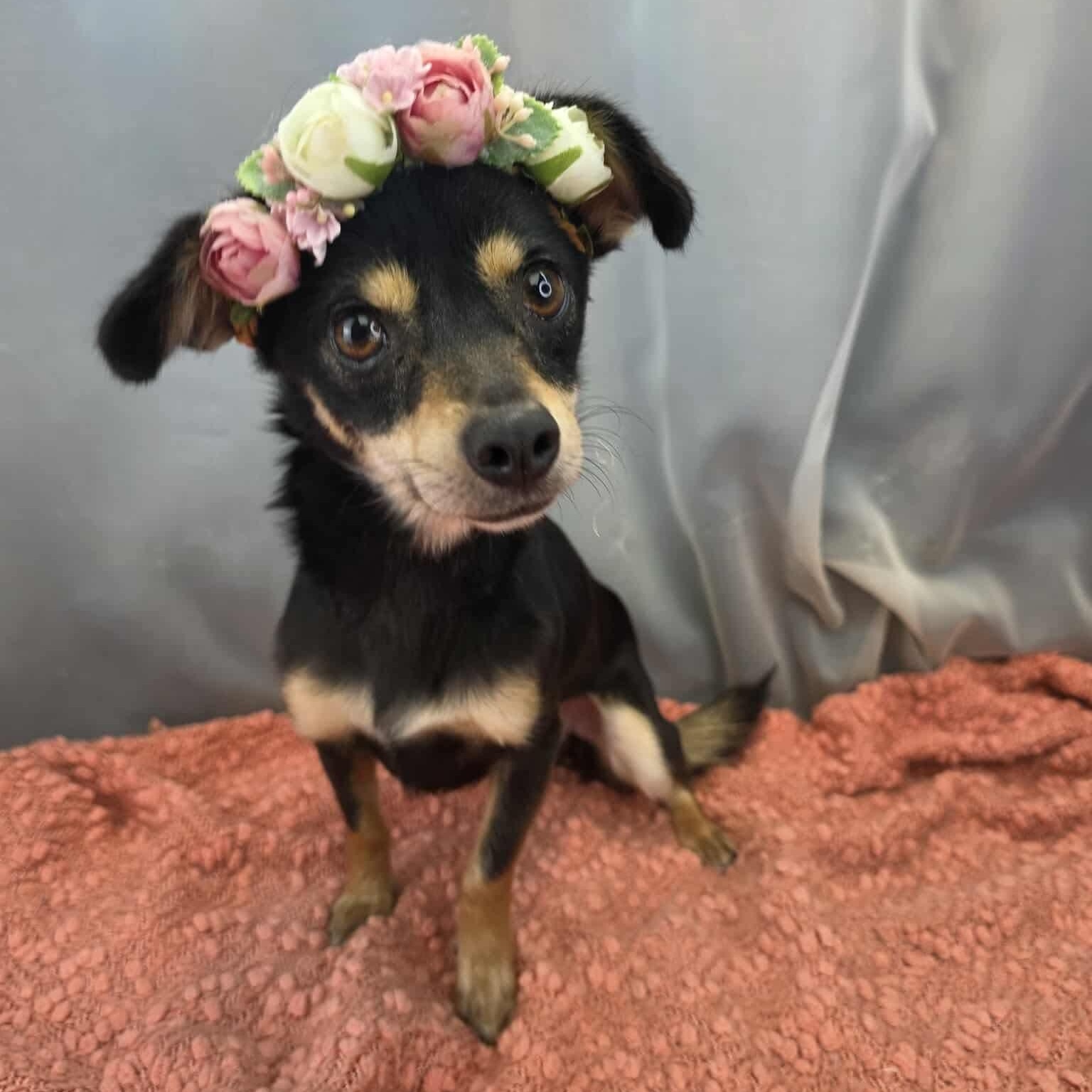 Enlarge Ruth, a Adoptable mixed breed in Southfield , MI image 5/6