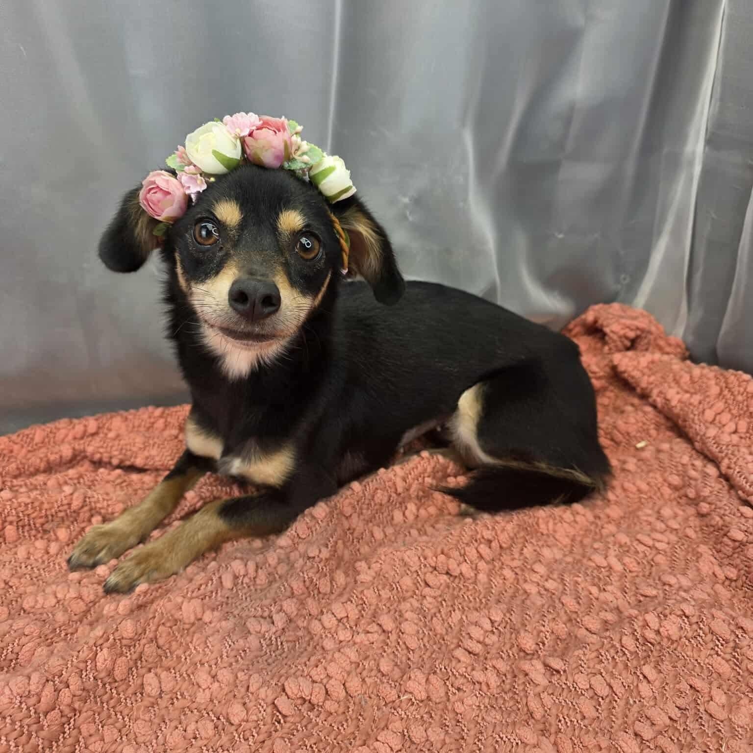 Enlarge Ruth, a Adoptable mixed breed in Southfield , MI image 2/6