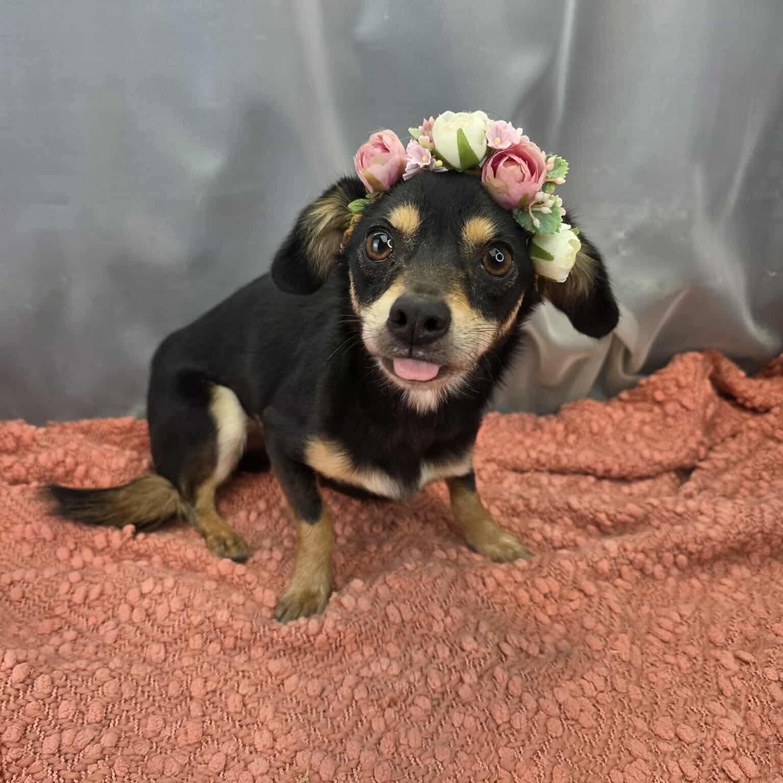 Enlarge Ruth, a Adoptable mixed breed in Southfield , MI image 3/6