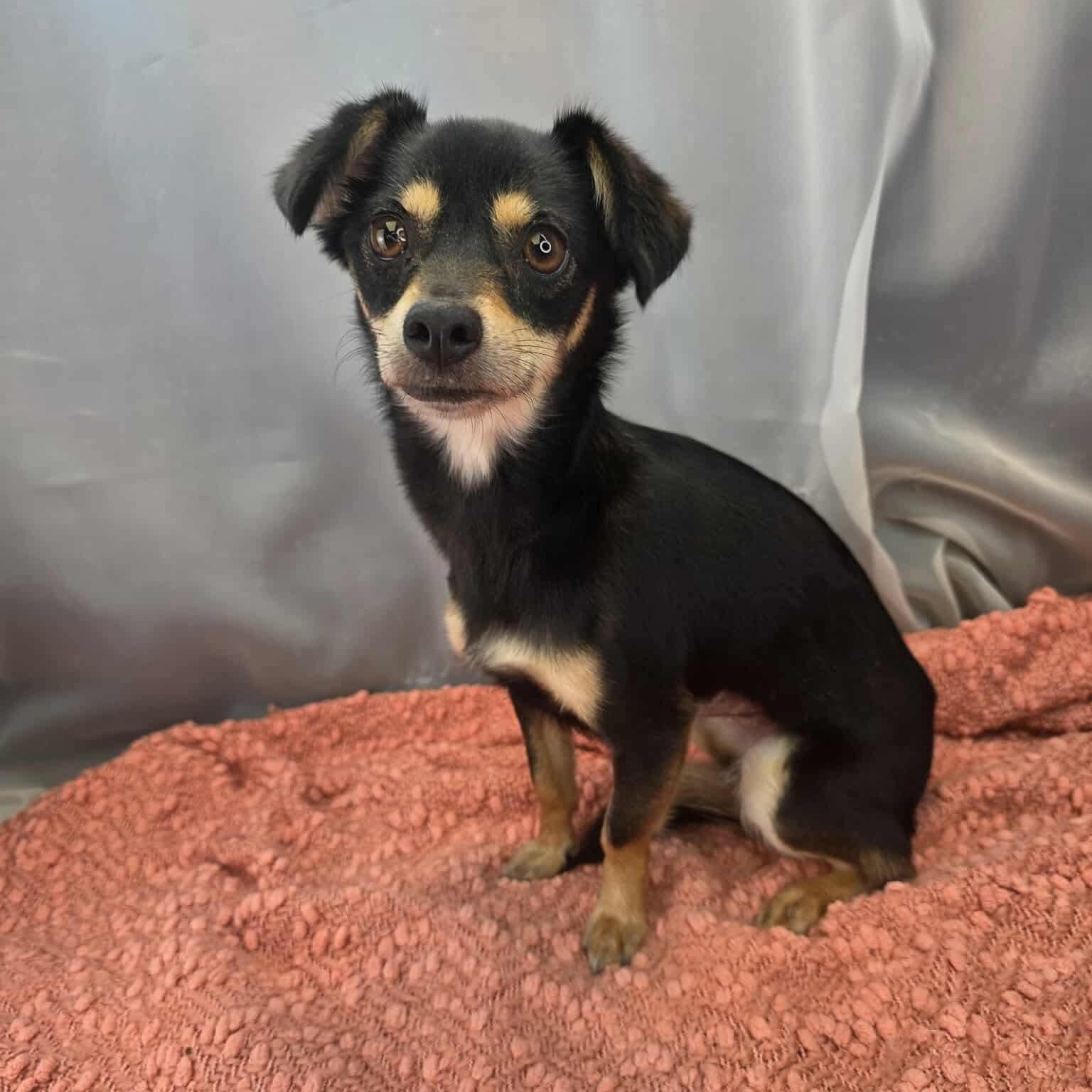 Enlarge Ruth, a Adoptable mixed breed in Southfield , MI image 6/6