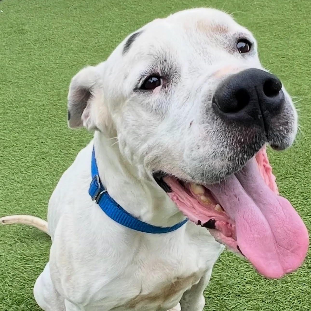 Casper, Adoptable, Adult Male Dogo Argentino & Great Dane.