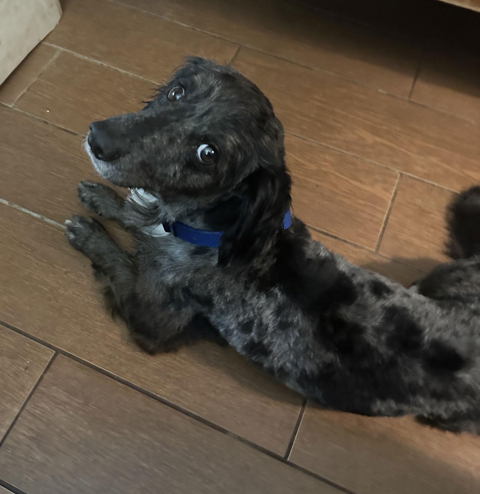 Sterling, Adopted, Young Male Dachshund.