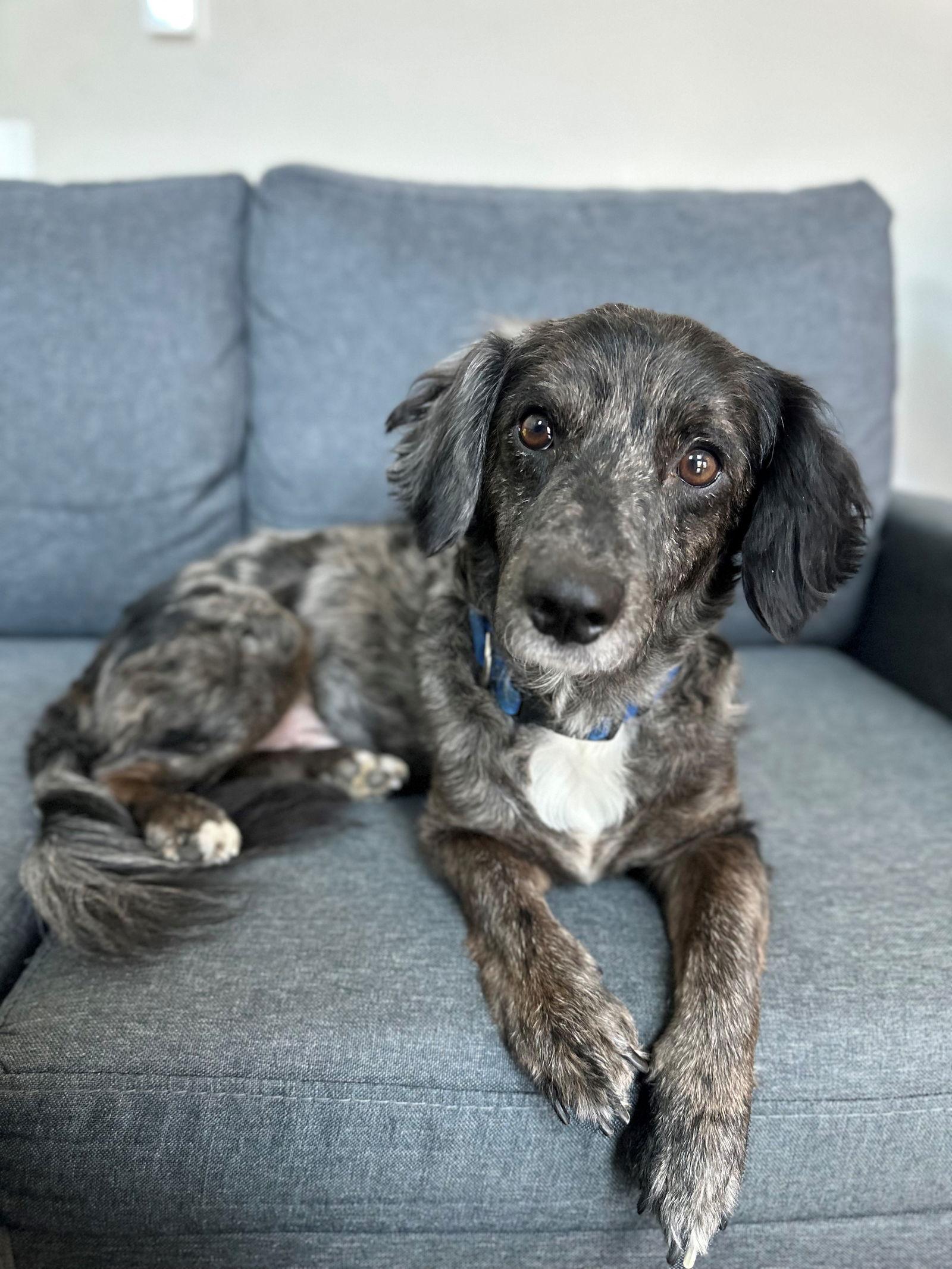 Enlarge Sterling, a Adopted Dachshund in Pearland, TX image 2/3