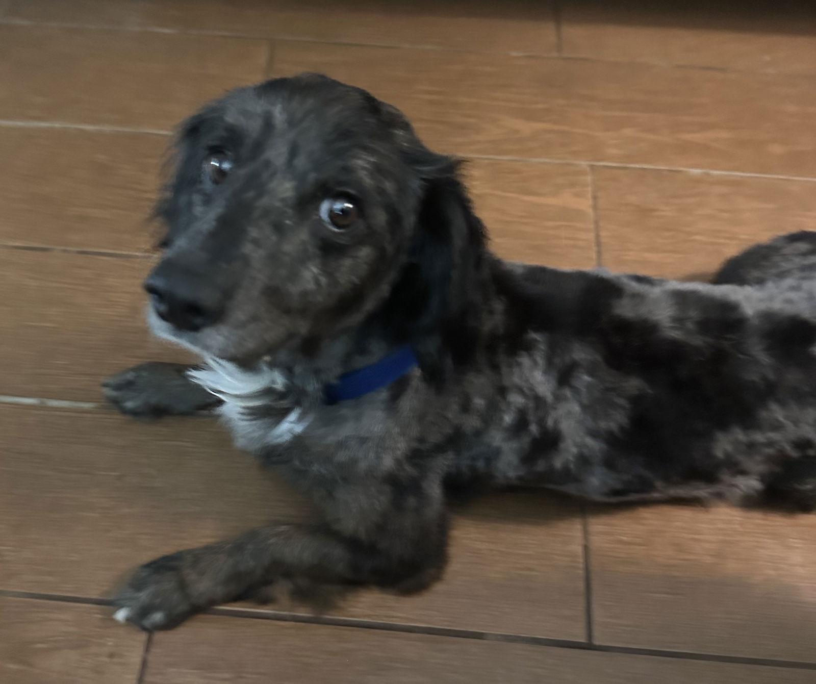 Enlarge Sterling, a Adopted Dachshund in Pearland, TX image 3/3