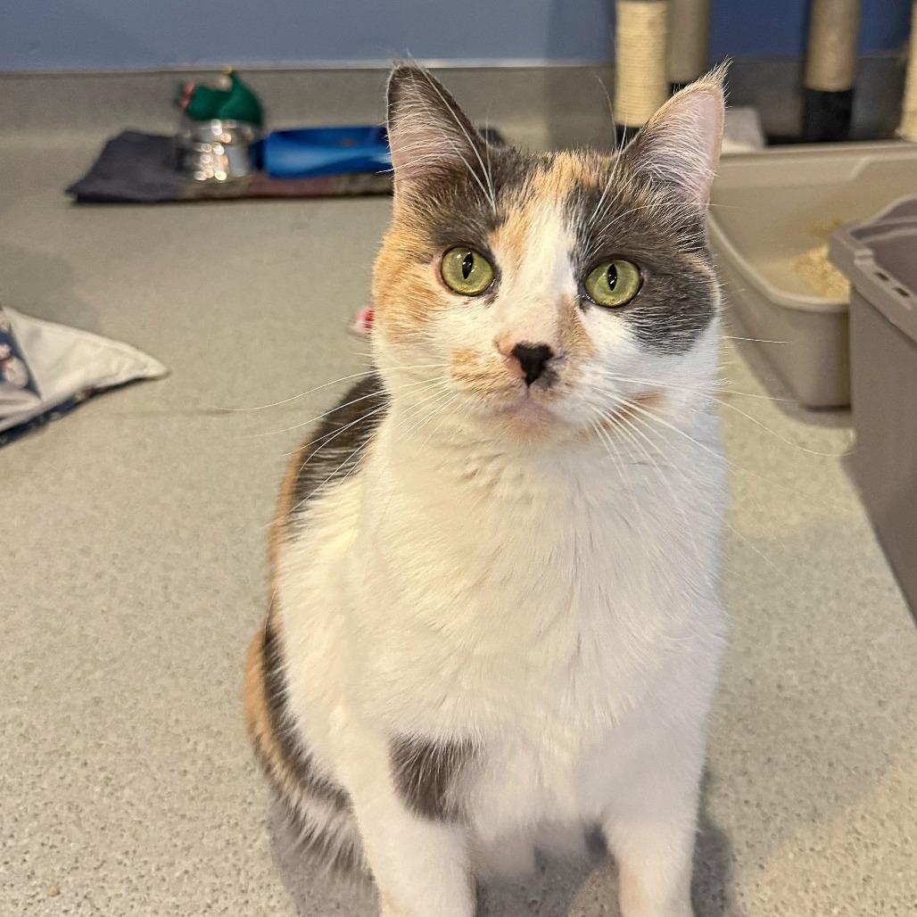 Enlarge Honeybee, a Adoptable Domestic Short Hair in Murray, UT image 1/4