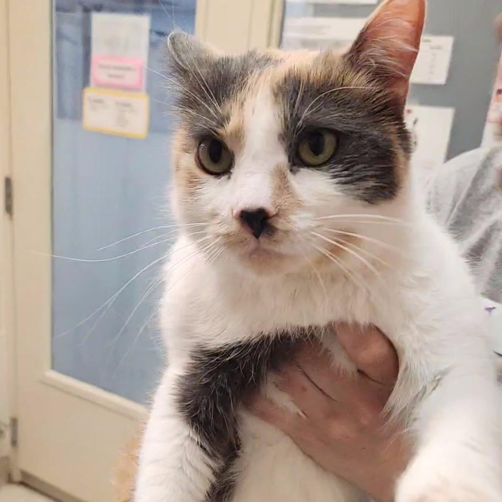 Enlarge Honeybee, a Adoptable Domestic Short Hair in Murray, UT image 2/4