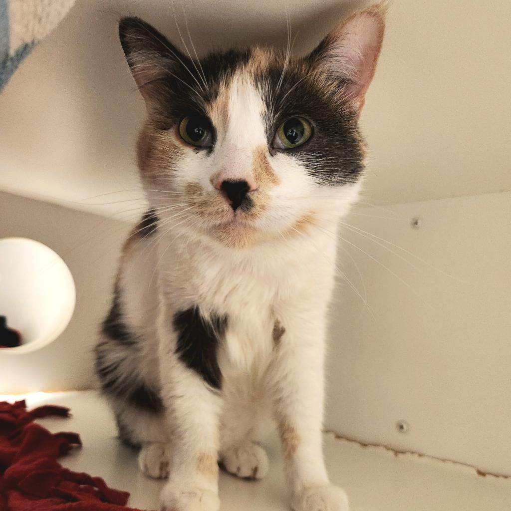 Enlarge Honeybee, a Adoptable Domestic Short Hair in Murray, UT image 3/4