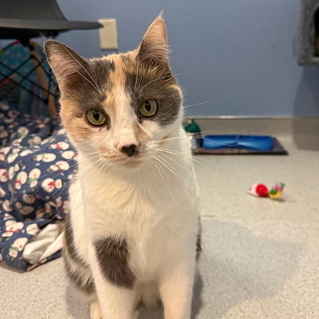 Enlarge Honeybee, a Adoptable Domestic Short Hair in Murray, UT image 4/4