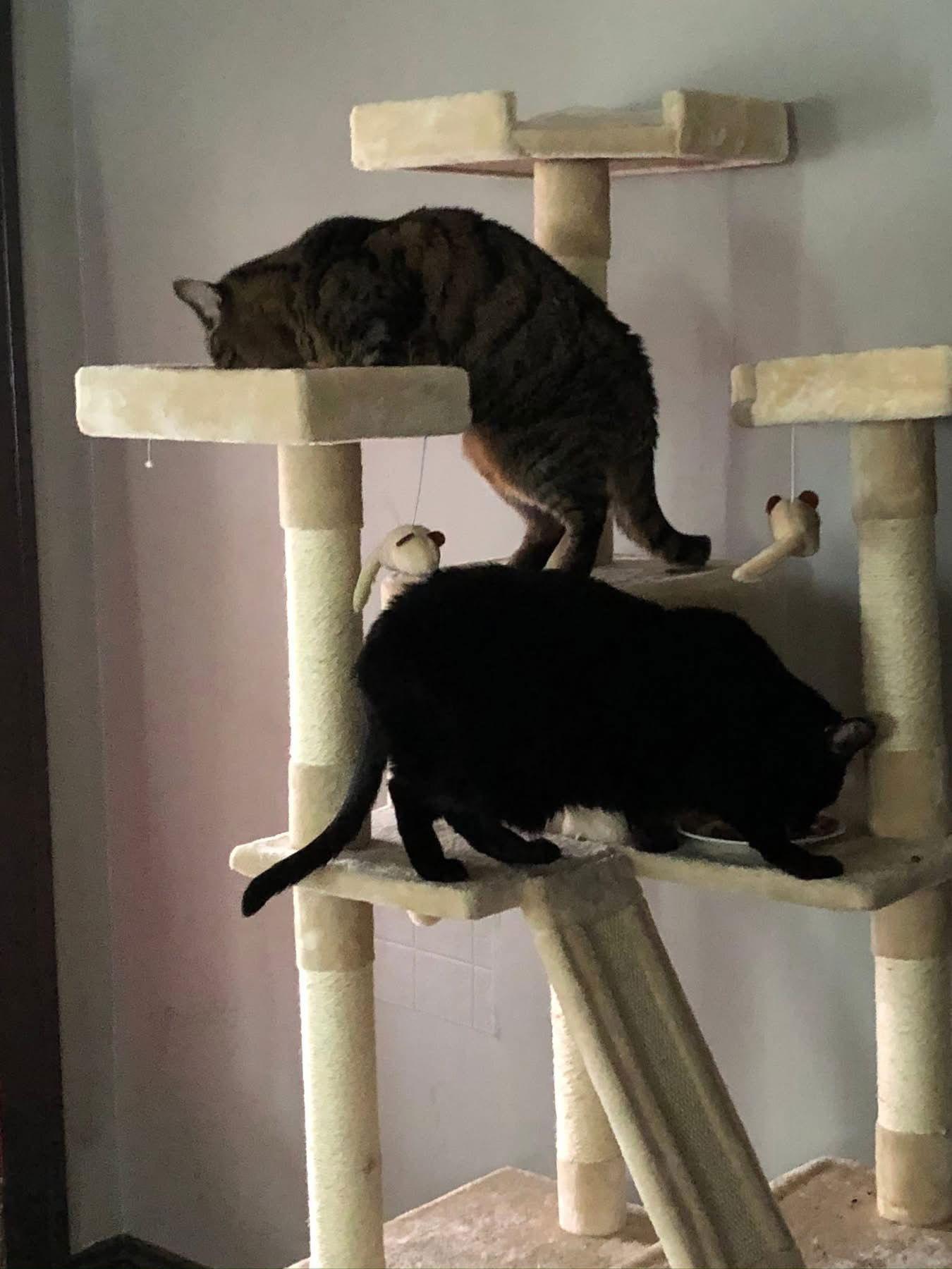 Enlarge COURTESY POST: Benny, a Adopted Domestic Short Hair in Strongsville, OH image 2/3