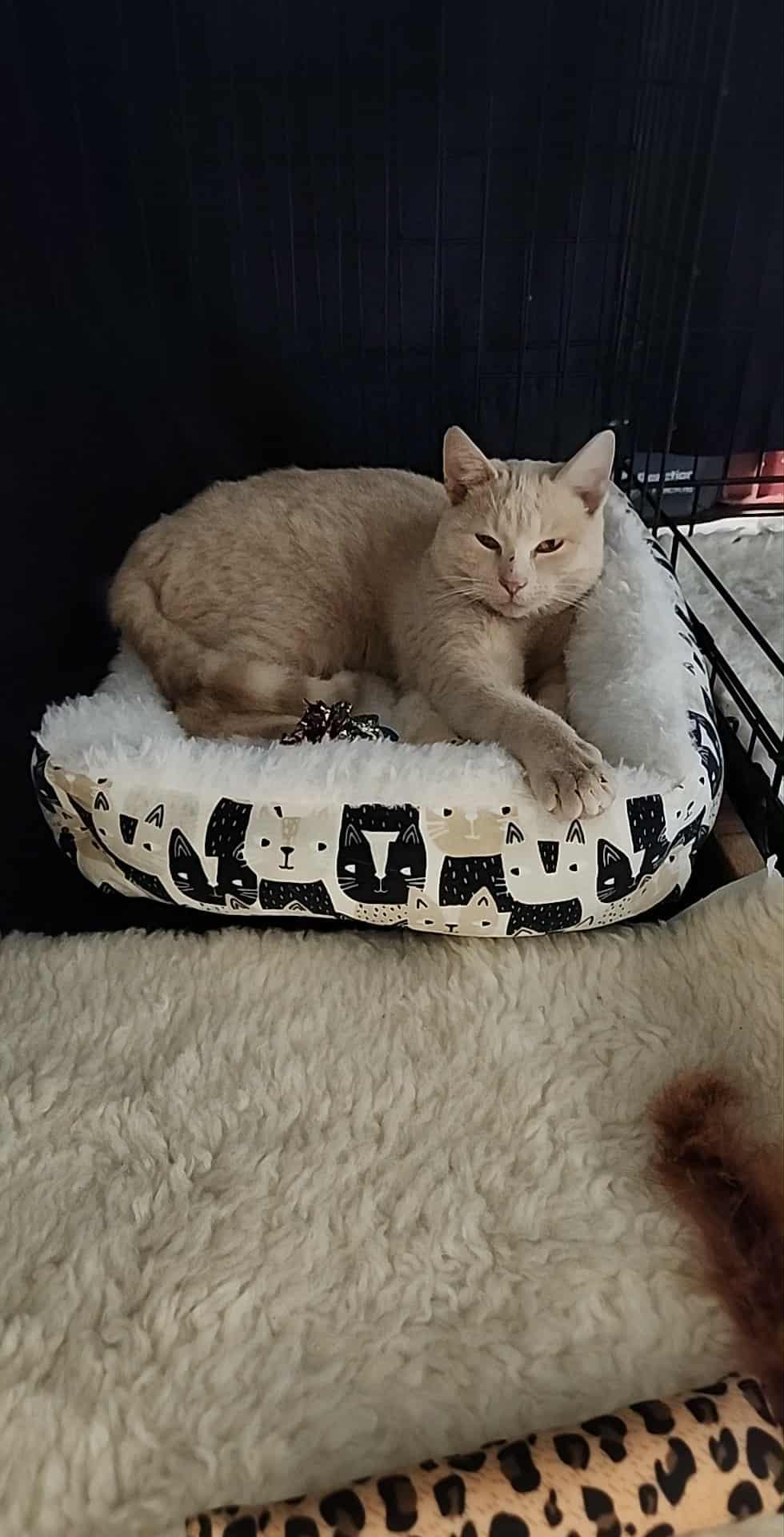 Enlarge Pepper, a ADOPTABLE Domestic Short Hair in Stratford, ON image 3/4