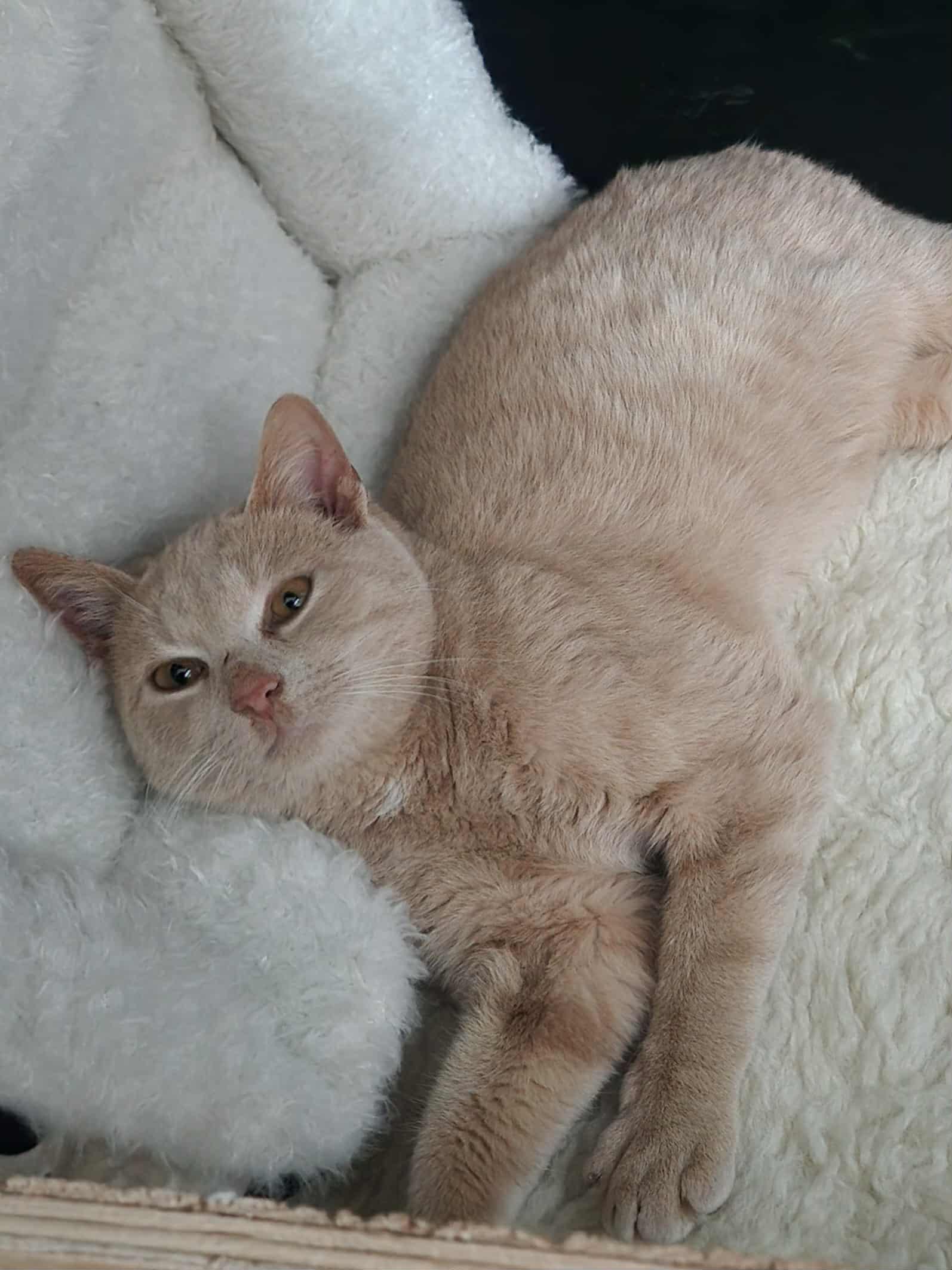 Enlarge Pepper, a ADOPTABLE Domestic Short Hair in Stratford, ON image 2/4