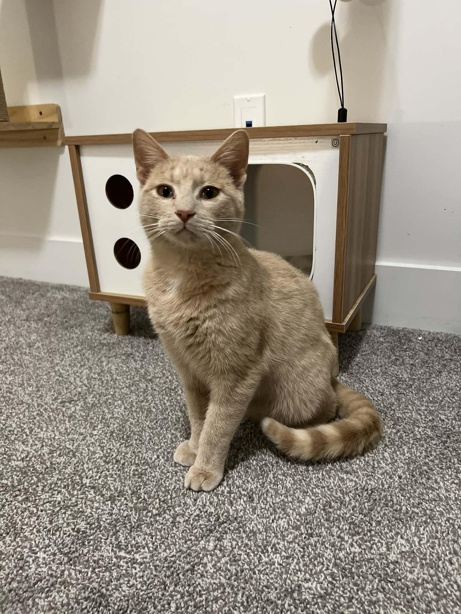 Pepper, ADOPTABLE, Adult Male Domestic Short Hair.