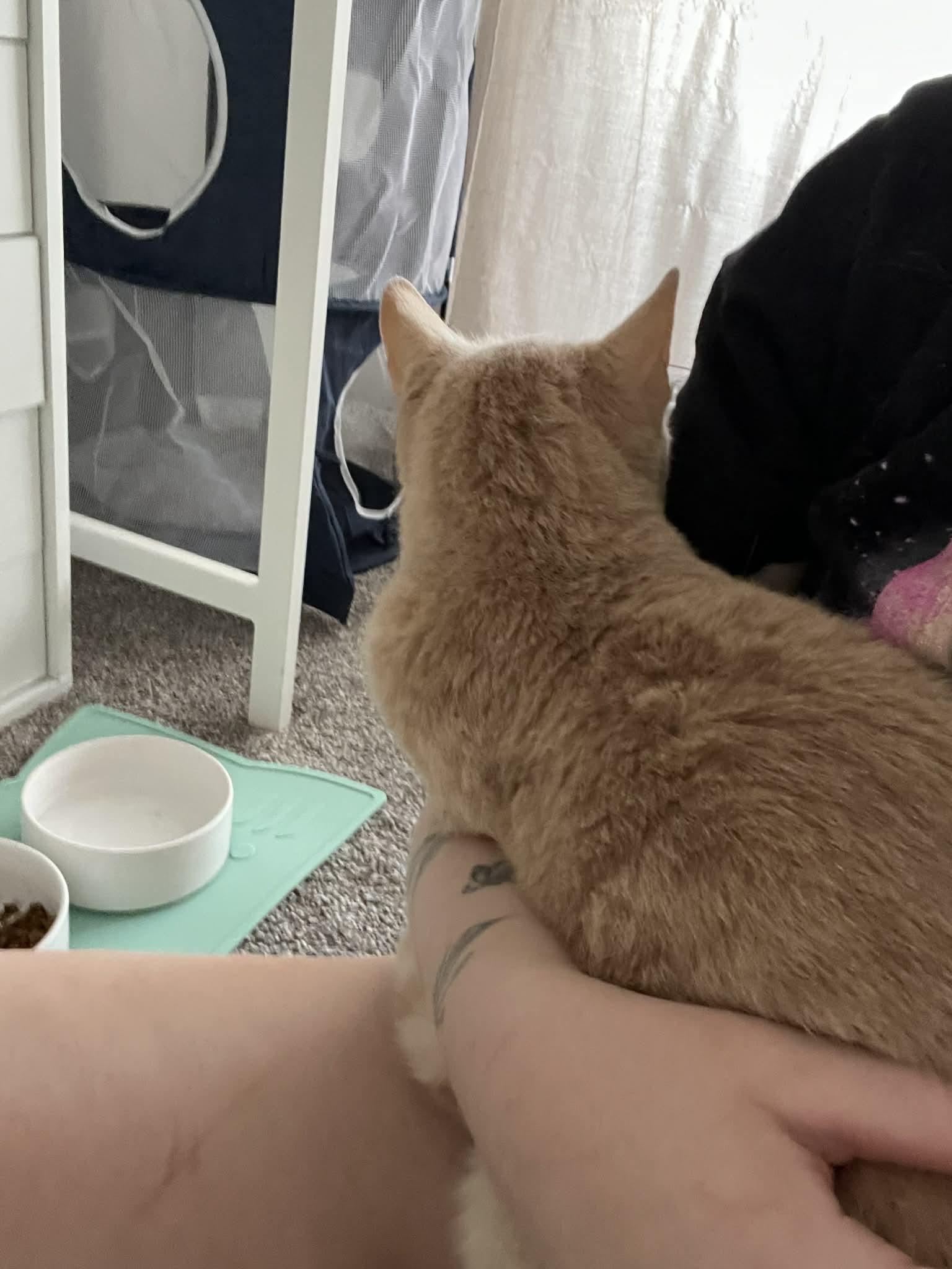 Enlarge Pepper, a ADOPTABLE Domestic Short Hair in Stratford, ON image 4/4