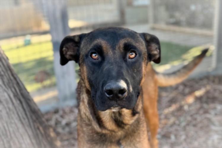 SCOOBY, Adoptable, Adult Male German Shepherd Dog.