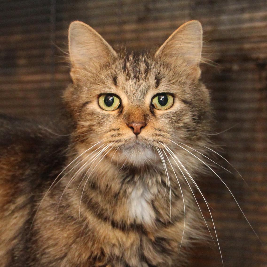 How Much to Ask for Cat Adoption Fee: Ultimate Guide to Pricing Right